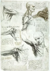 Studia anatomiczne